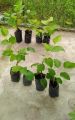 Shahtoot | Mulberry  small plant. 