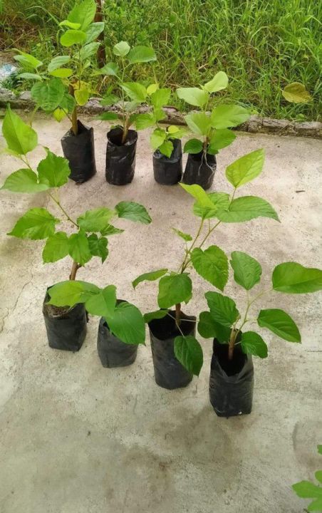 Shahtoot | Mulberry  small plant