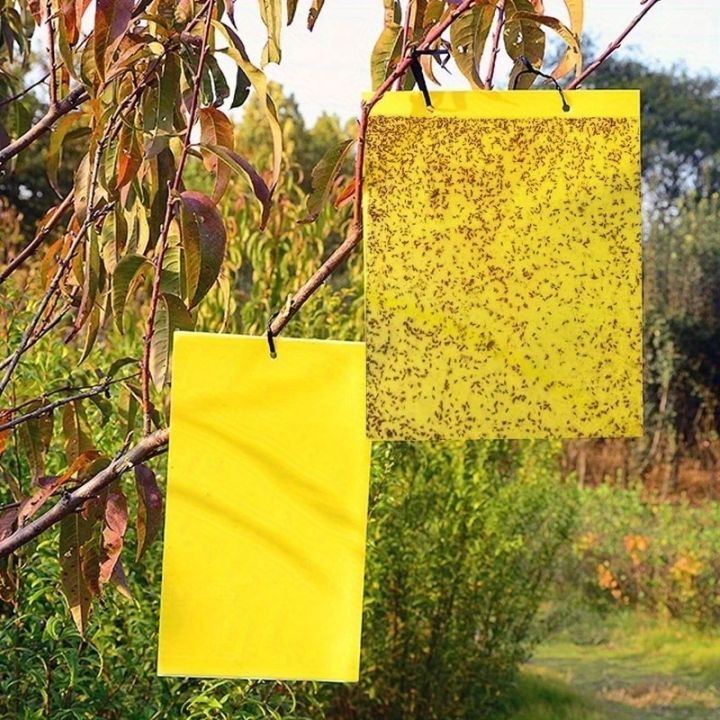20pcs%20Strong%20Fruit%20Fly%20Traps%20Bugs%20Yellow%20Sticky%20Board%20Pest%20Control%20Insect%20Killer%20Two-sided%20Glue%20Paper%20Trap%20For%20Kill%20Pests%20-%20Image%203