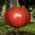 Red angel pomegranate plant malaysian rathu delum pala. 
