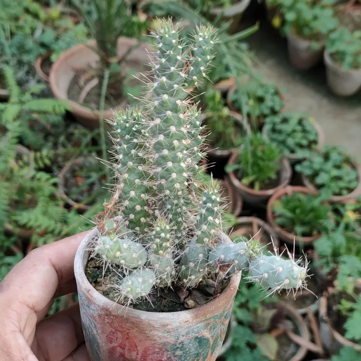 Plants%20Small%20Live%20Plants%20-%20Image%207