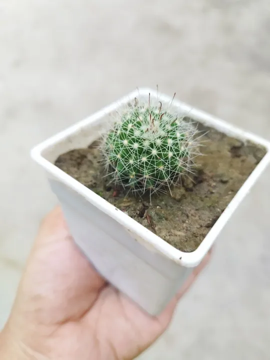 Mini%20cactus%20houseplant%20outdoor%20plant%20with%20tob%20and%20soil%201%20piece%20-%20Image%204