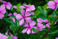 PACK OF 3 PERIWINKLE SEEDS
CATHARANTHUS ROSEUS
VINCA ROSEA DWARF
GROUND COVER PLANTS SEEDS. 