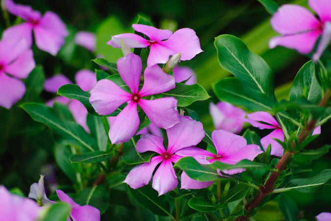 PACK OF 3 PERIWINKLE SEEDS
CATHARANTHUS ROSEUS
VINCA ROSEA DWARF
GROUND COVER PLANTS SEEDS