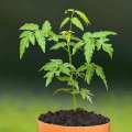 Melia Azedarach Seeds Bakain Chinaberry Tree Planting Seeds for Gardening. 