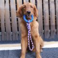 Supet Interactive Training Pet Toy Ring Spiked Ring Dog Teeth Cleaning Pet Supplies.