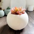 Round cactus or succulent plantable vase. 