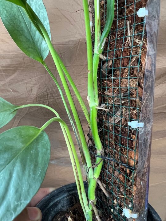 Pack%20of%204%20Transparent%20Aroid%20pole%20(1%20Feet%20size%20)%20%7C%20Plant%20Vertical%20support%20poles%20%7C%20Clear%20Aroid%20Poles%20for%20Sphagnum%20Moss%20-%20Image%206