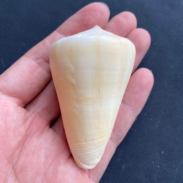 White%20CONUS%20shell,%20white%20CONUS%20shell,%204-7cm%20Xiao%20Yu%20Luo%20-%20Image%204