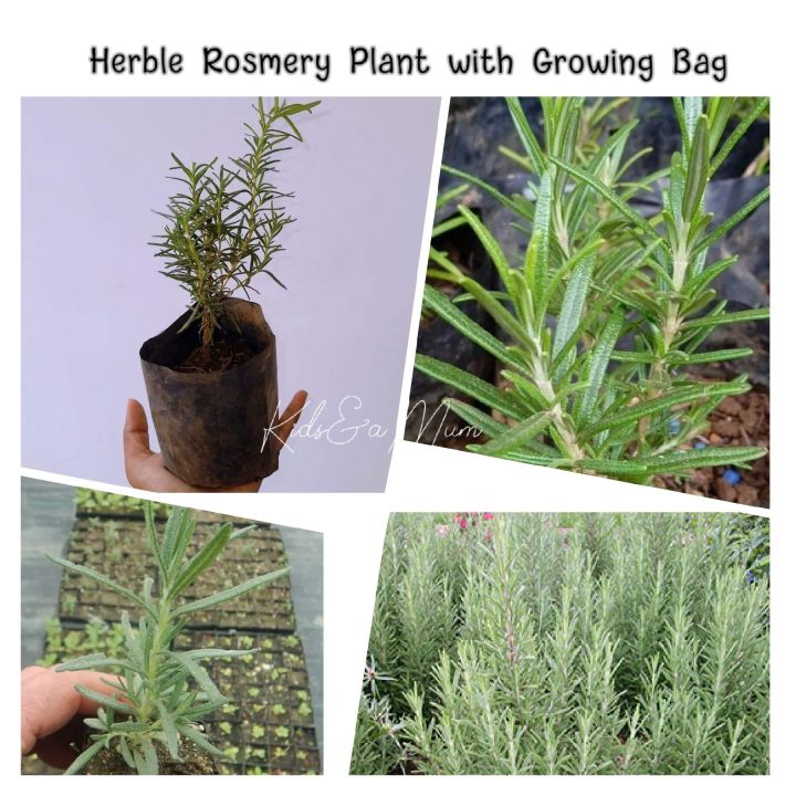 Herble%20Rosemery%20Plant%20With%20a%20Growing%20Bag%20-%20Image%203