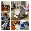 1PC Cat Self Groomer Wall Corner Massage Comb Grooming Brush Soft Rubber Bristles Kitten Massager Tool Fit Flat Corner Hand Hold. 
