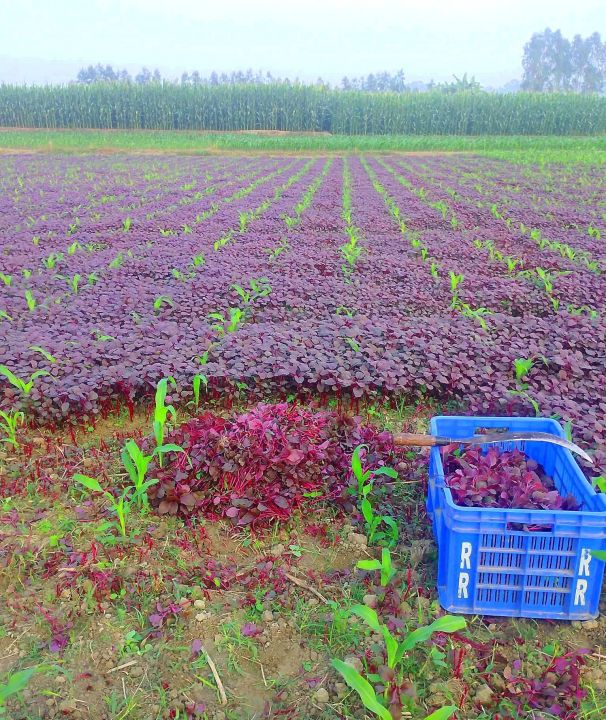 Lal%20Shak%20Red%20amaranth/%20%E0%A6%B2%E0%A6%BE%E0%A6%B2-%E0%A6%B6%E0%A6%BE%E0%A6%95%20%20/-20gm%20seeds%20Intact%20packet%20-%20Image%207