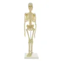 Mini Skeleton For student  - Human Skeleton Model for Anatomy Anatomical Skeleton Human Skeleton Anatomy Skeleton Model 17in. 