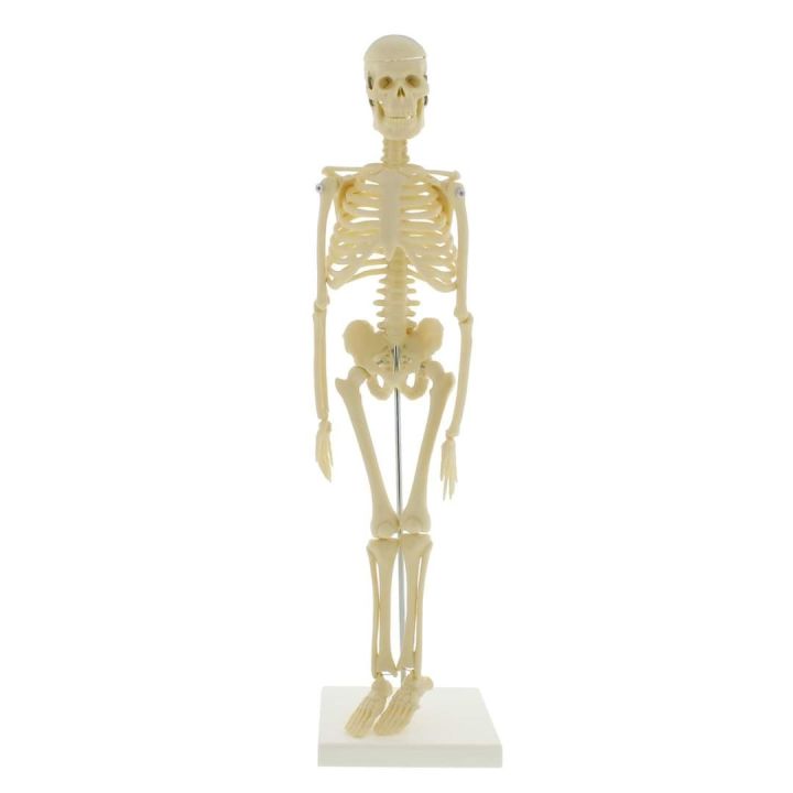 Mini%20Skeleton%20For%20student%20%20-%20Human%20Skeleton%20Model%20for%20Anatomy%20Anatomical%20Skeleton%20Human%20Skeleton%20Anatomy%20Skeleton%20Model%2017in%20-%20Image%207