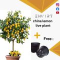 100% Original China lemon Big size, Large size China Lemon twice fruiting in year | Plant parlour. 