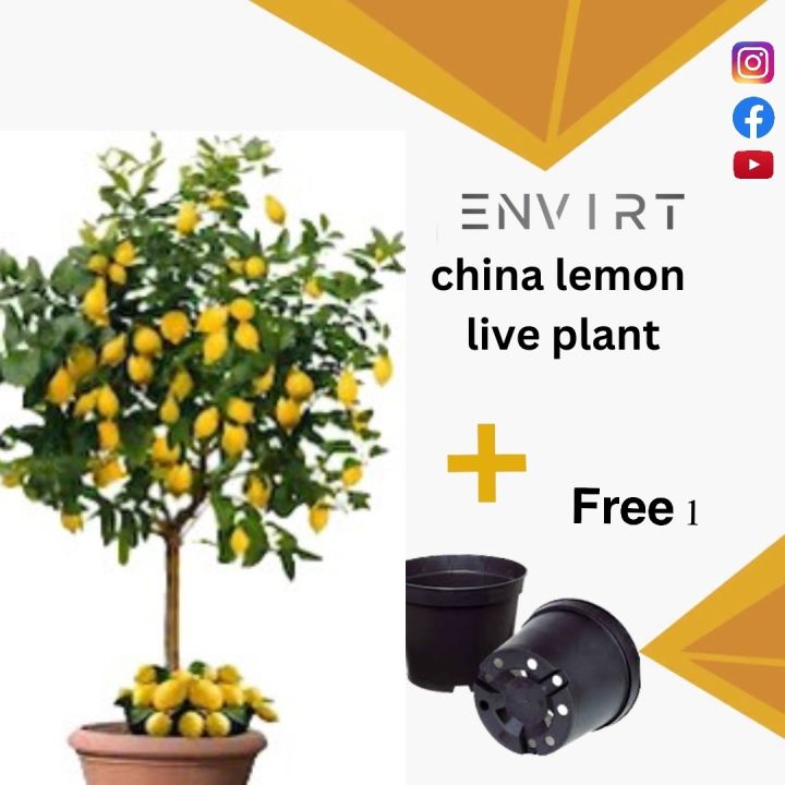 100% Original China lemon Big size, Large size China Lemon twice fruiting in year | Plant parlour