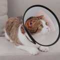 Cat Anti-Bite Collar Pet Medical Recovery Collar Transparent Cat Protection Cover Protective E collar for Cats and Dogs. 