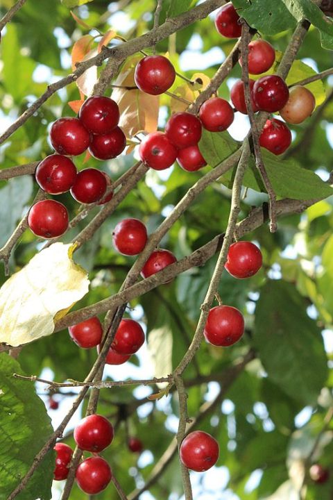 Lovi%20plant%20Rathu%20lovi%20pala%20Batoko%20plum%20plant%20-%20Image%202