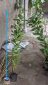 Big size 100% Orignal Red guava plant with pot Live Plant | Real | outdoor plants| Fruit plants | Pink Guava Plant, Red Guava Plant | Plant Parlour. 