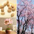 Authentic!! 100% seeds (30 seeds) plant seeds cherry blossom sakura cherry tree Japanese garden decoration garden Sakura seed cultivation bonsai seeds. 