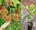 Rambutan tree The one of the largest cultivars in Asia. 