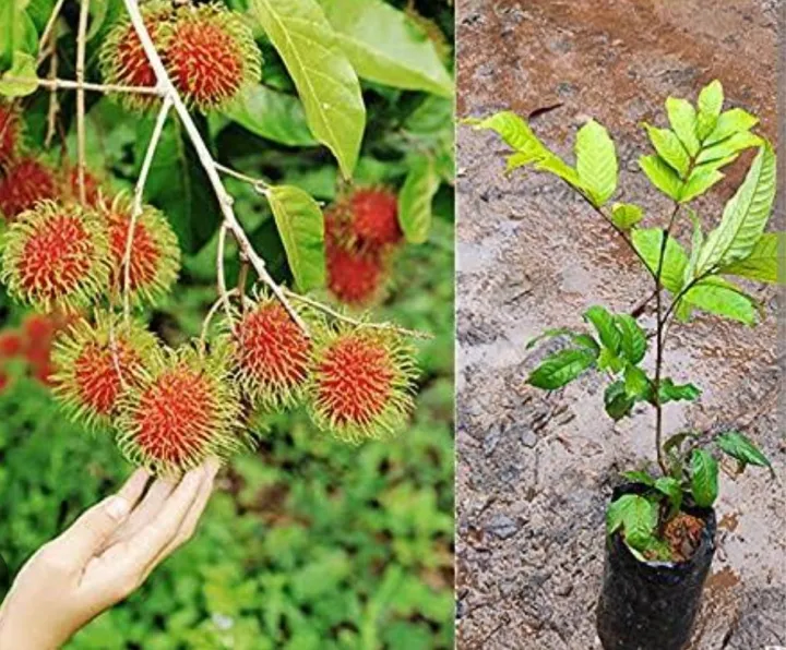 Rambutan%20tree%20The%20one%20of%20the%20largest%20cultivars%20in%20Asia%20-%20Image%205