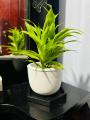 Natural Indoor Lucky bamboo plant pot with tray set/indoor set. 