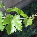 Grapes Green Sundar Khani Live Plant Vine. 