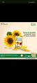 Dhara Health Refined Sunflower Oil, 1Ltr- Pack of 10 (1Box). 