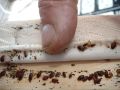 Bed Bug Treatment / Pest Control per room. 