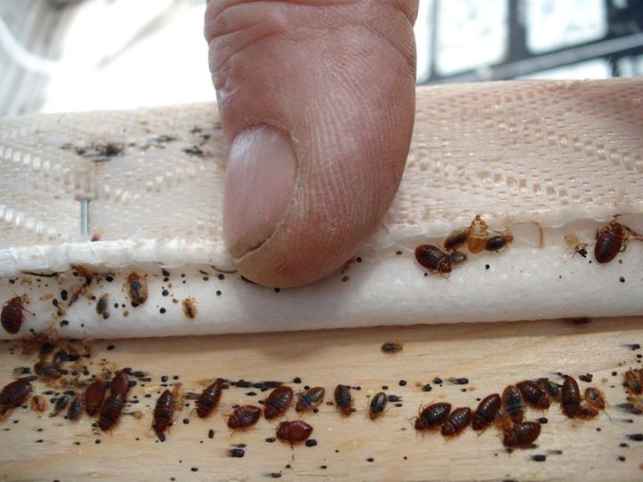 Bed%20Bug%20Treatment%20/%20Pest%20Control%20per%20room%20-%20Image%205