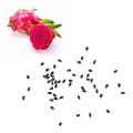 Fresh and original Dragon fruit seeds pack of 30 seeds. 