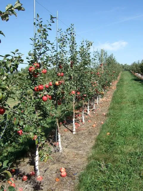Global%20Apple%20Tree%20Seeds%20Confirmed%20germinated%20-15pcs%20-%20Image%205
