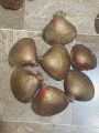 Shells. 