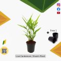 Live Indian Cardamom Plant, Elaichi plant with pot | Indian ilaichi imported plant| Indian Elaichi 100% Original | Outdoor Plants | Fruit plants | Plant Parlour. 