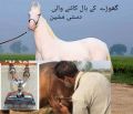 Horse clipper. 