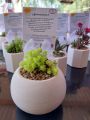 Round vase for home and living room decorative plantable.