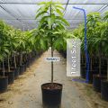 DESI Mango plant about 2 feet size Best quality. 