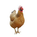 Farm Pet Chicken Helmet Sun Rain Protection Cute Hat for Hens Outdoor Henhouse Protective Gear Fighting Cock Funny.