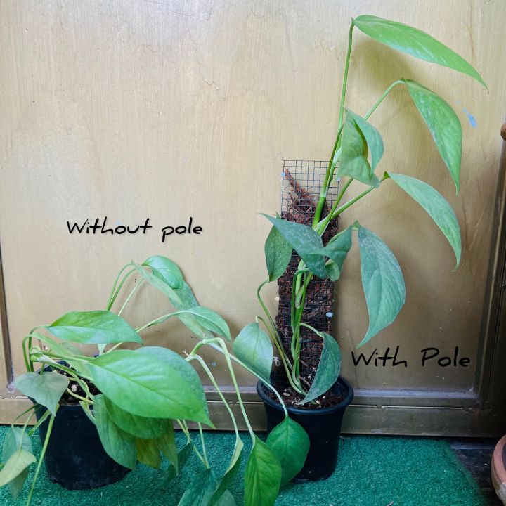 Pack%20of%204%20Transparent%20Aroid%20pole%20(1%20Feet%20size%20)%20%7C%20Plant%20Vertical%20support%20poles%20%7C%20Clear%20Aroid%20Poles%20for%20Sphagnum%20Moss%20-%20Image%207