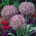 All in one Alluim Wnter Flower Bulb Deal (  Purple sensation ,christophii, Cowanni). 