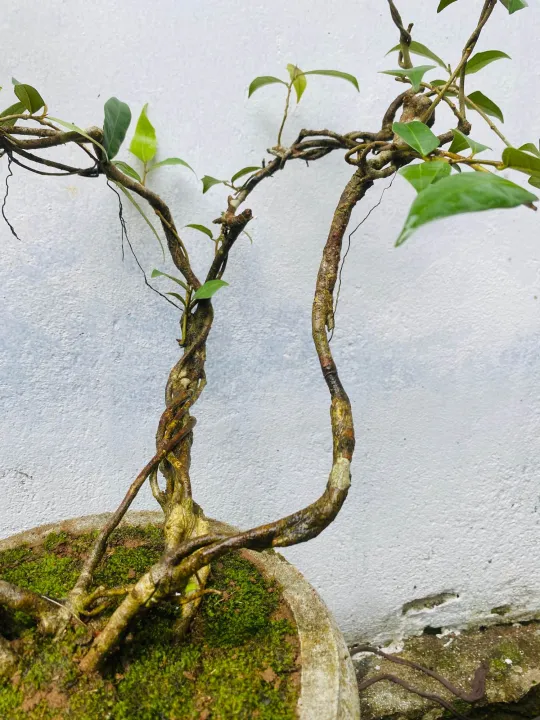 Bonsai%20Natural%20living%20%20plant%20ficus%20benjamina%20-%20Image%203