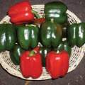 20 Seeds Bell Pepper Capsicum loose Seeds. 