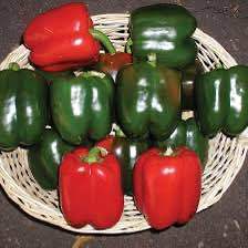 20%20Seeds%20Bell%20Pepper%20Capsicum%20loose%20Seeds%20-%20Image%207