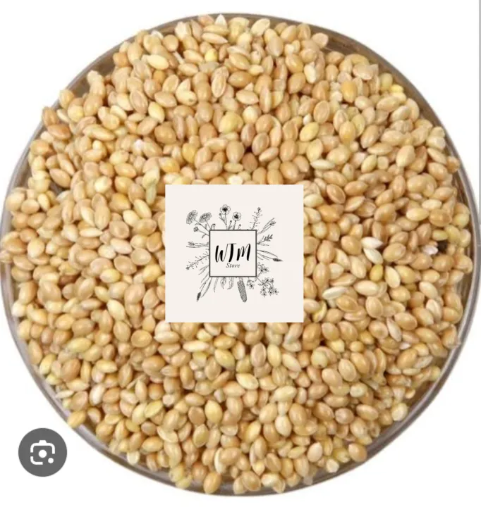 Kangni%20%7C%20Cheena%20%7C%20%7C%20bird%20food%20%20%7C%20food%20for%20birds%20%7C%20food%20for%20parrot%20%7C%20Moti%20Peeli%20Kangni%20%7C%20Millet%20%7C%20Yellow%20Millet%20%7C%20safaid%20cheena%20%7C%20Cheena%20%7C%20%20%20%DA%86%DB%8C%D9%86%D8%A7%20%7C%20%DA%A9%D9%86%DA%AF%D9%86%DB%8C%20%7C%20%DA%A9%D9%86%DA%AF%D9%86%DB%8C%20%D9%BE%DB%8C%D9%84%DB%8C%20-%20Image%202