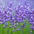 French lavender📌The cheapest 10g.📌20 French lavender seeds🎊French imported🎊Easy grow🌿Beautiful Flower☘️ Very fragrant. 