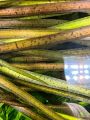 Leopard vallisneria Plant for aquarium, Planted Tank, Aquascaping. 