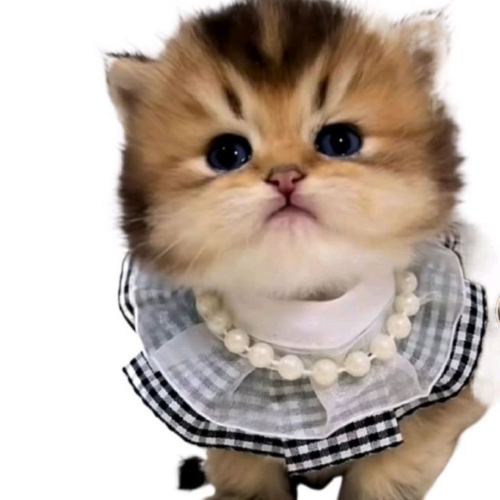 handmade cat collar