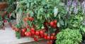 Red Cherry Tomato Authentic Seeds -20pcs.