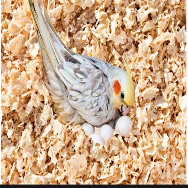 1KG original deodar and kail white shaving wood burada